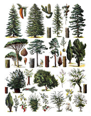 The collection of trees / Diversity of trees 
Antique engraved illustration from from La Rousse XX Sciele	 - obrazy, fototapety, plakaty