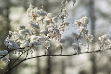 イタドリに付いた雪