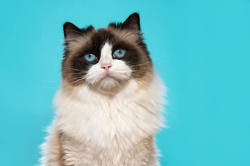 Portrait of a beautiful ragdoll cat with blue eyes on a blue background