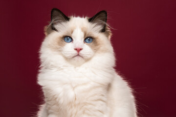 Portrait of a beautiful purebred ragdoll cat with blue eyes looking at the camera on a burgundy red...