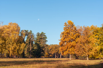 Fototapeta premium Beautiful autumn trees in the morning in the city park