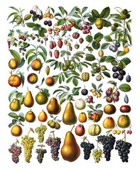Fruit collection set of fruits / Antique engraved illustration from from La Rousse XX Sciele	