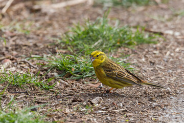 Yellowhammer looks for food on the forest floor