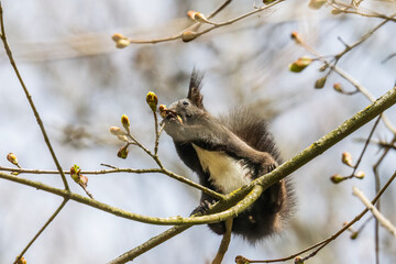 European brown squirrel in winter coat on a branch in the forest