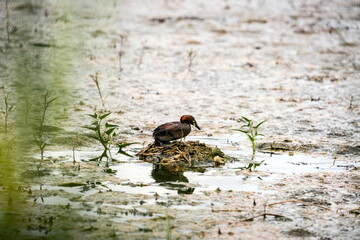 Little grebe