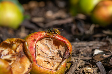 Vespula germanica, european yellow jacket wasp eating a discarded apple