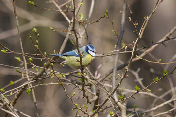 great tit on a branch near the bird feeder