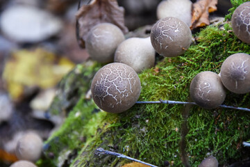 round strange mushrooms grow on moss