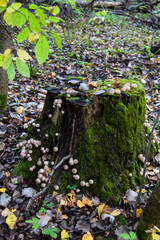 round strange mushrooms grow on moss
