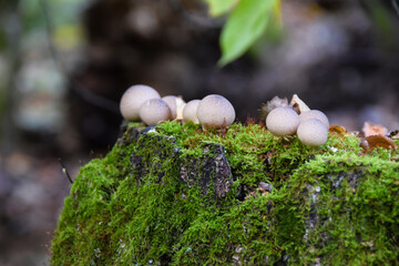 round strange mushrooms grow on moss