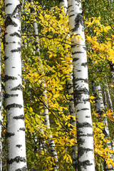 black and white birch trunks and yellow leaves