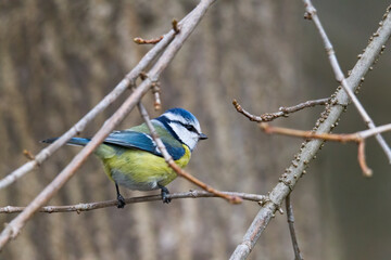 great tit on a branch near the bird feeder