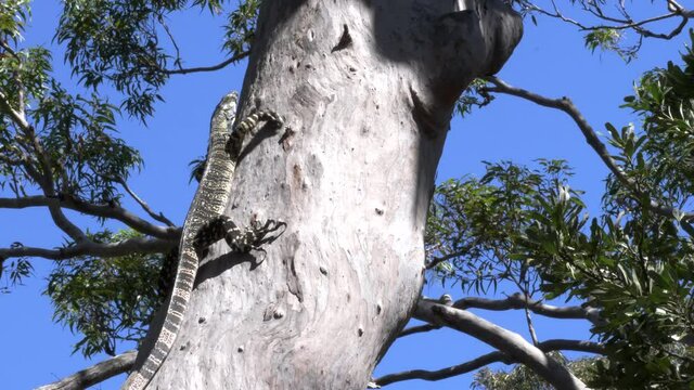 low angle shot of a lace monitor lizard in tree at wyrrabalong national park in new south wales, australia