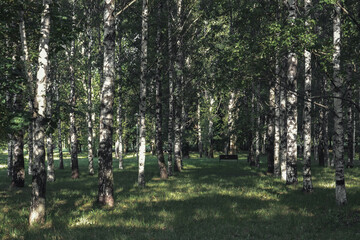 Birch trees. Park. Banch for rest