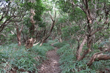 登山路の綺麗な景色