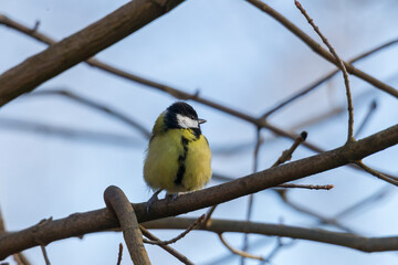 great tit on a branch near the bird feeder