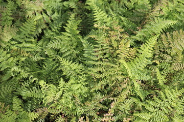 日本に生息する綺麗な植物