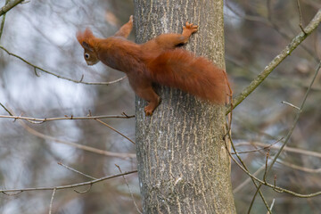 European brown squirrel in winter coat on a branch in the forest
