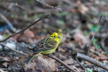Yellowhammer looks for food on the forest floor