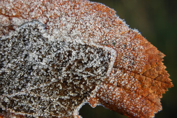 Frosted leaves on a frosty winter morning.