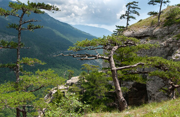 Crimean pines, curved by the wind, on a sunny rock. In the distance mountains covered with forests, blue sky, clouds., Botkin Trail, Stavri-Kaya rock Yalta, Crimea.