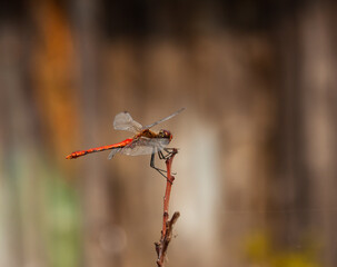 Dragonfly thrower red (Crocothemis erythraea) on a red branch of raspberries