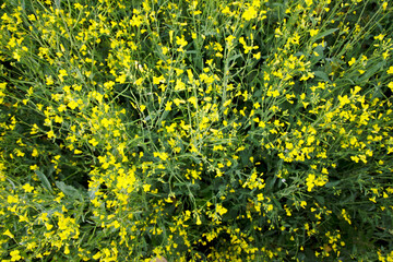 Rabs blossoming yellow field. Flower background. The season is summer.