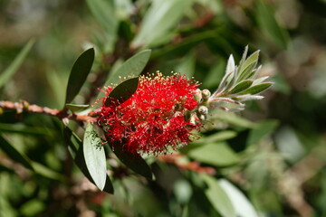 Rot blühender Zylinderputzer (Callistemon),Deutschland, Europa