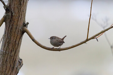 An inconspicuous wren sits on a branch