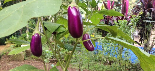 flowers in the garden