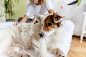 Dog lying on a bed with a blurred man on background