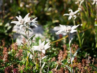 Gros plan sur l'édelweiss des Alpes, fleurs rares des montagnes