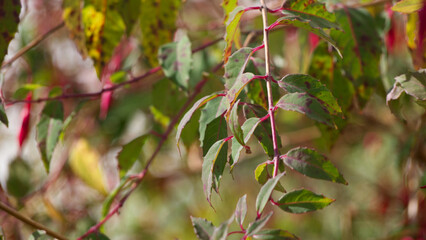 Fuchsia ( Evening primroses) bushes in bright autumn sunshine. Fuchsia is a genus of flowering plants that consists mostly of shrubs or small trees.