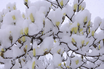 こぶしに雪