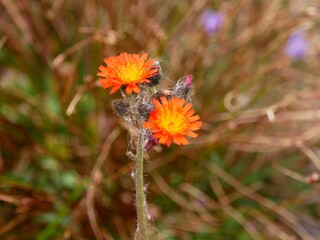 épervière orangée, fleurs de montagne en gros plan 