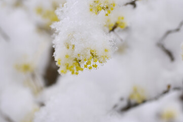 サンシュユに雪