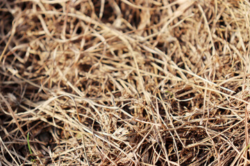 close up of a pile of grass