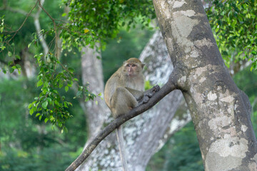 Monkey in the forest