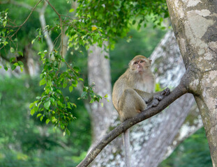 Monkey in the forest