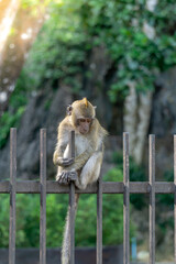 Fototapeta premium Monkey in the forest