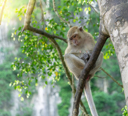 Monkey in the forest