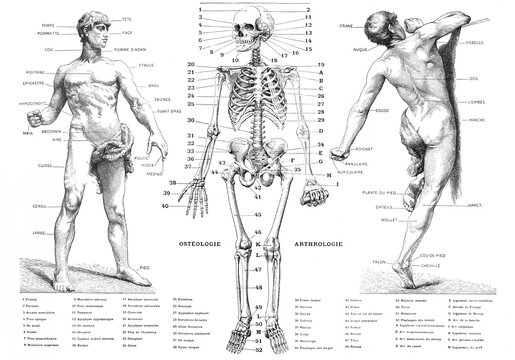 Human skeleton and osteology of movements / Antique engraved illustration from from La Rousse XX Sciele	