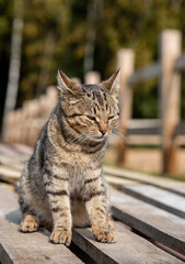 A tabby cat sits on a wooden deck .