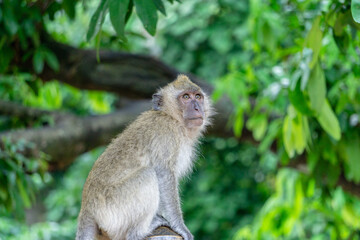 Monkey in the forest
