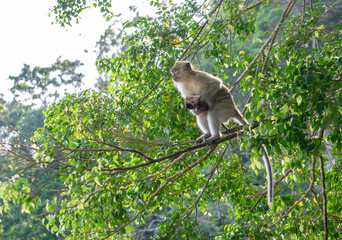 Monkey in the forest
