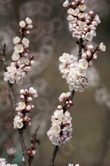 杏子の花