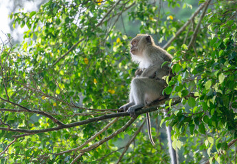 Monkey in the forest