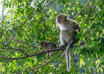 Monkey in the forest