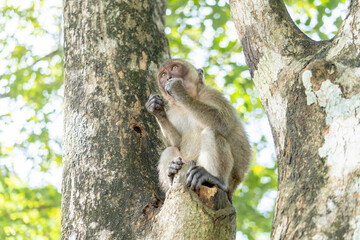 Monkey in the forest