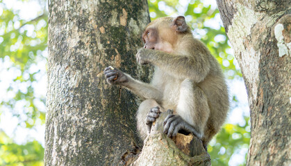 Monkey in the forest